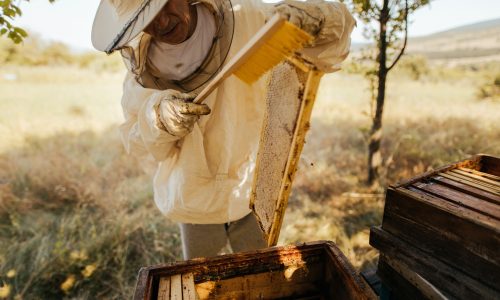 Beekeeper checking his beehives A beekeeper in protective clothing brushes honey bees from a honeycomb frame outdoors, standing near wooden beehives in a sunlit grassy area with trees.